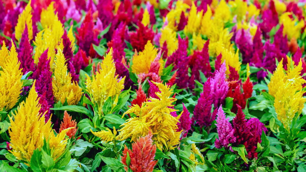 A flor exótica que virou febre entre jardineiros urbanos no Brasil