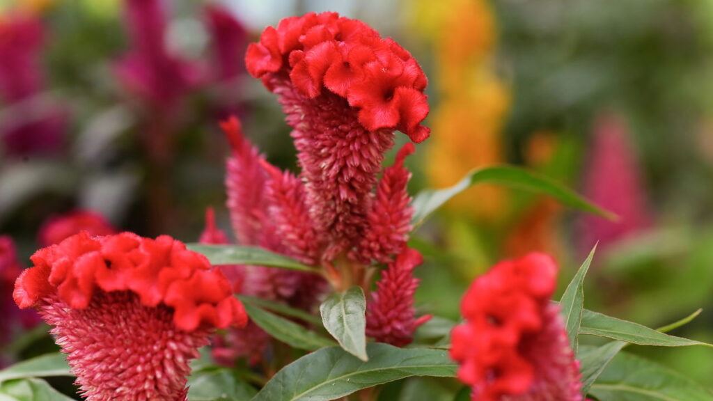 A flor exótica que virou febre entre jardineiros urbanos no Brasil