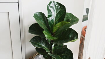 Essa planta conquistou donas de casa e virou queridinha dos decoradores em 2025