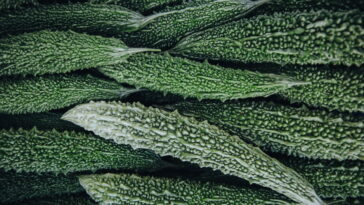 O que está por trás do gosto amargo da abobrinha e por que isso é perigoso