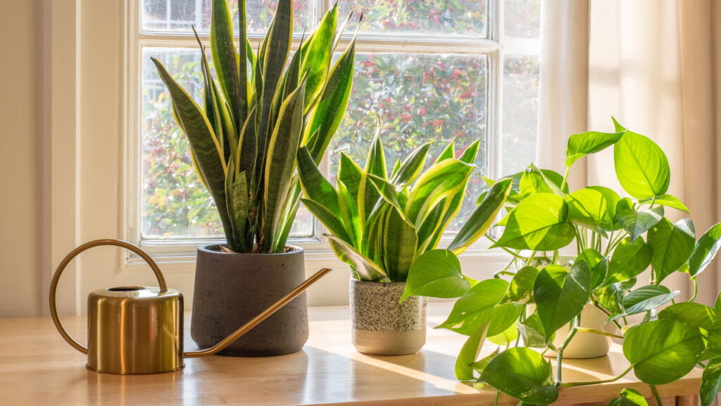 Um especialista em decoração explicou por que é importante ter uma língua de sogra em sua casa