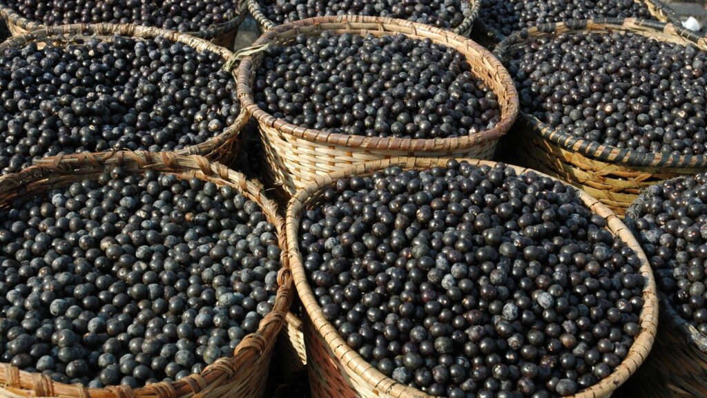 O superalimento brasileiro com propriedades antioxidantes e energéticas