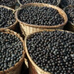 Cultivo de açaizeiro em 2025, saiba como Iniciar o plantio com sucesso e sustentabilidade