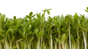 A folha verde que pode transformar sua saúde em poucos dias