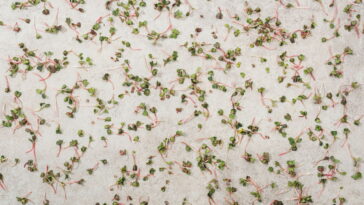 Os benefícios do agrião para saúde que você precisa conhecer