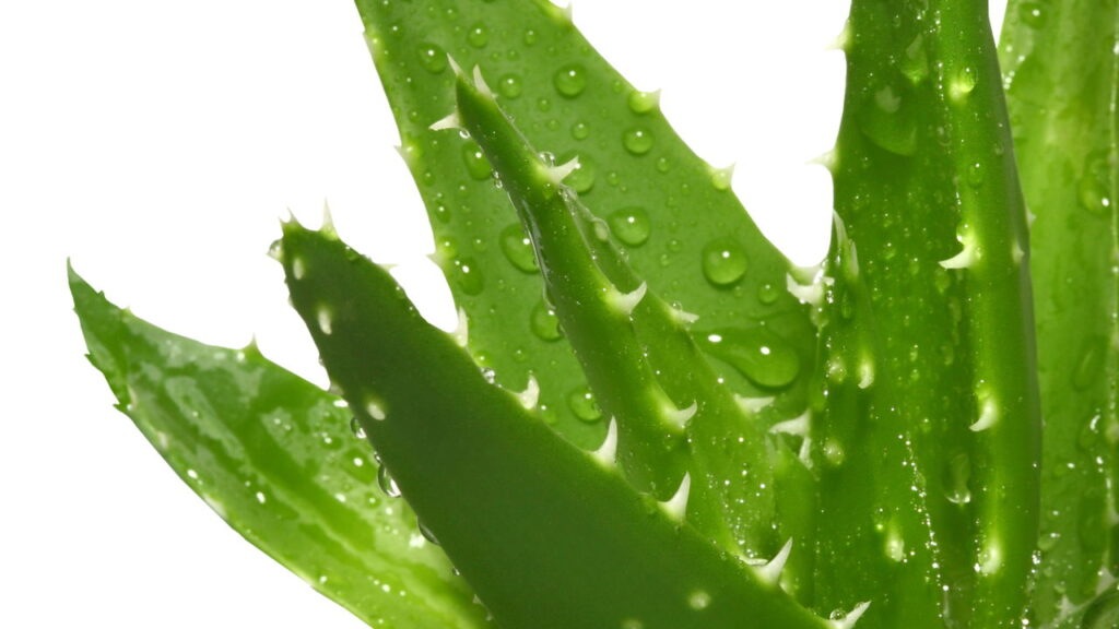 A planta que pode transformar a energia e o ar do seu lar segundo o Feng Shui