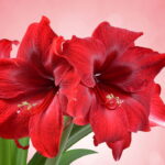 A flor que some por meses e ressurge mais linda do que nunca