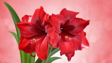 A flor que some por meses e ressurge mais linda do que nunca