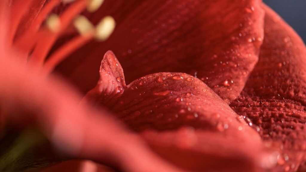 A flor que some por meses e ressurge mais linda do que nunca