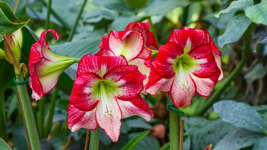 A flor que some por meses e ressurge mais linda do que nunca