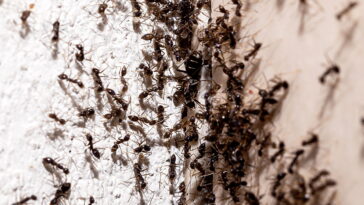 O ingrediente comum que pode eliminar de vez as formigas da sua cozinha