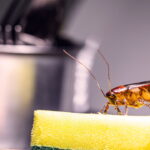 Não é o micro-ondas: esse é eletrodoméstico onde as baratas se escondem