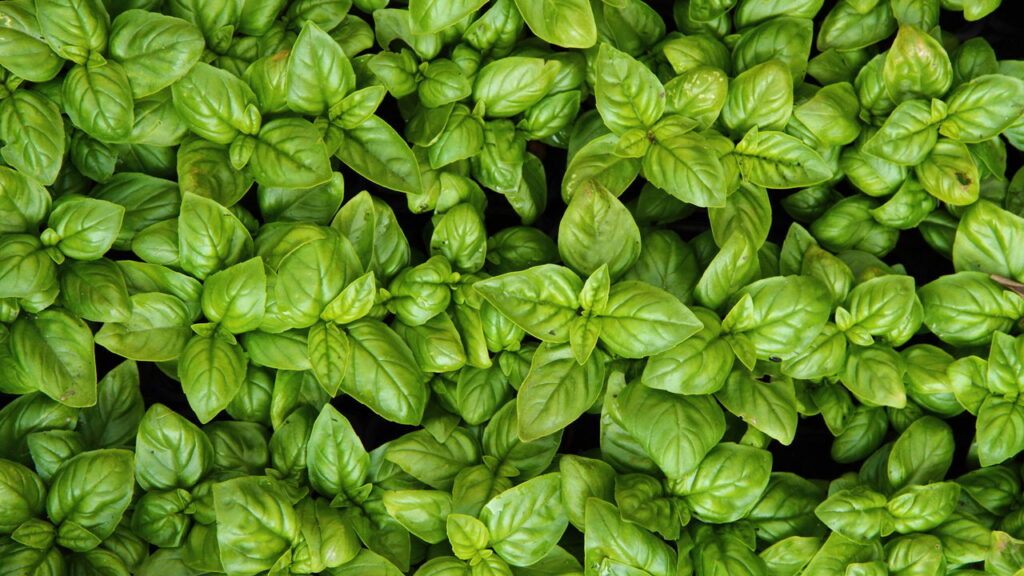 Como cultivar manjericão em casa e aproveitar seus benefícios para a saúde