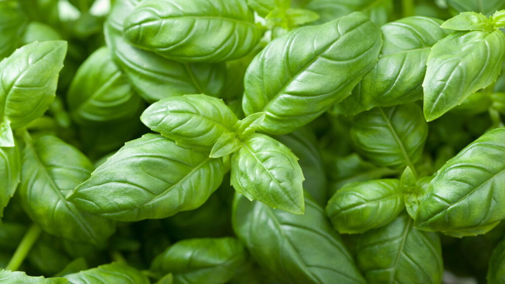A dica de cultivo do manjericão que vai transformar sua cozinha