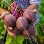 O passo a passo completo para cultivar beterraba sem agrotóxicos