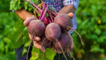 O passo a passo completo para cultivar beterraba sem agrotóxicos