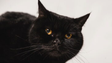 O verdadeiro significado de sonhar com gato preto segundo a psicologia