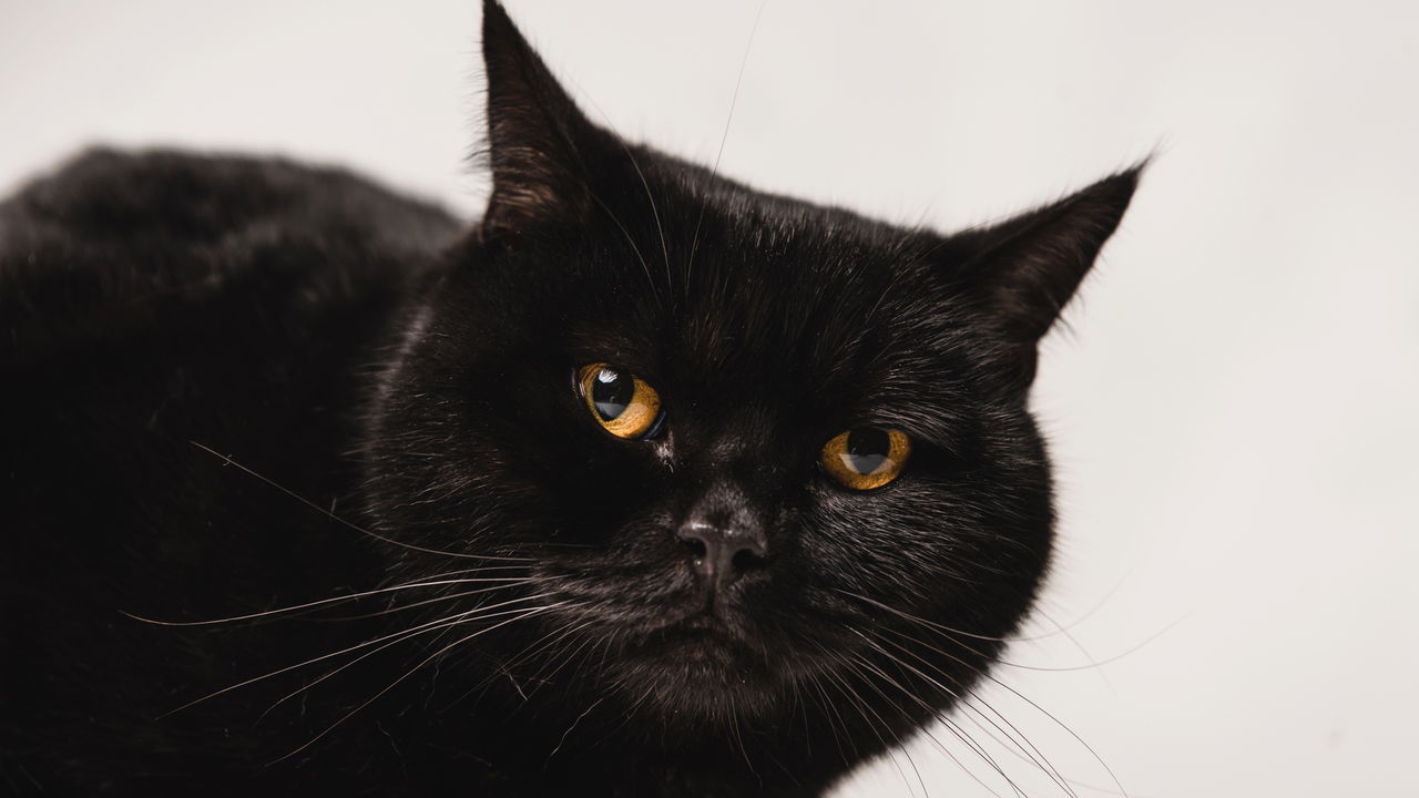 O verdadeiro significado de sonhar com gato preto segundo a psicologia ...
