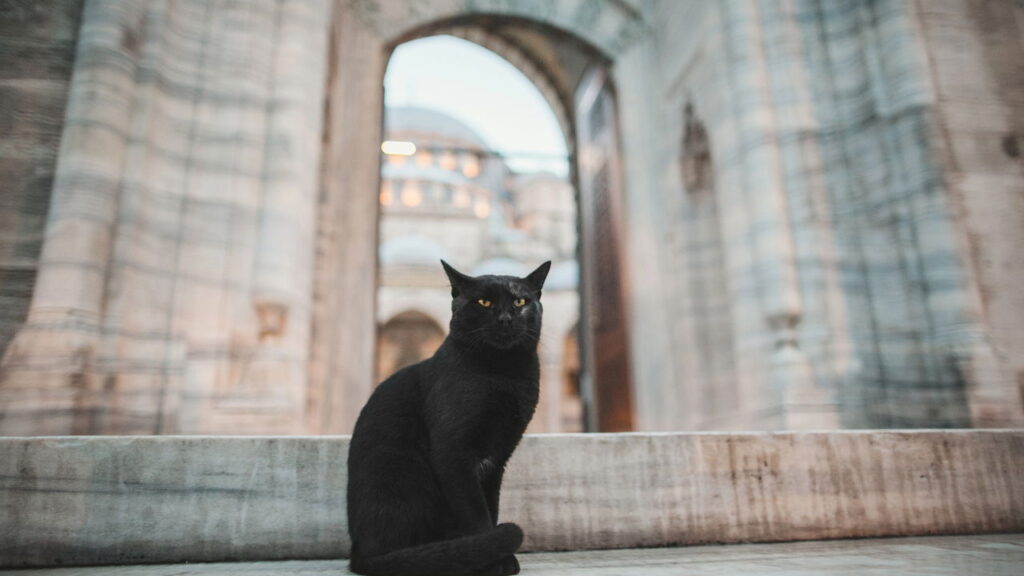 O verdadeiro significado de sonhar com gato preto segundo a psicologia
