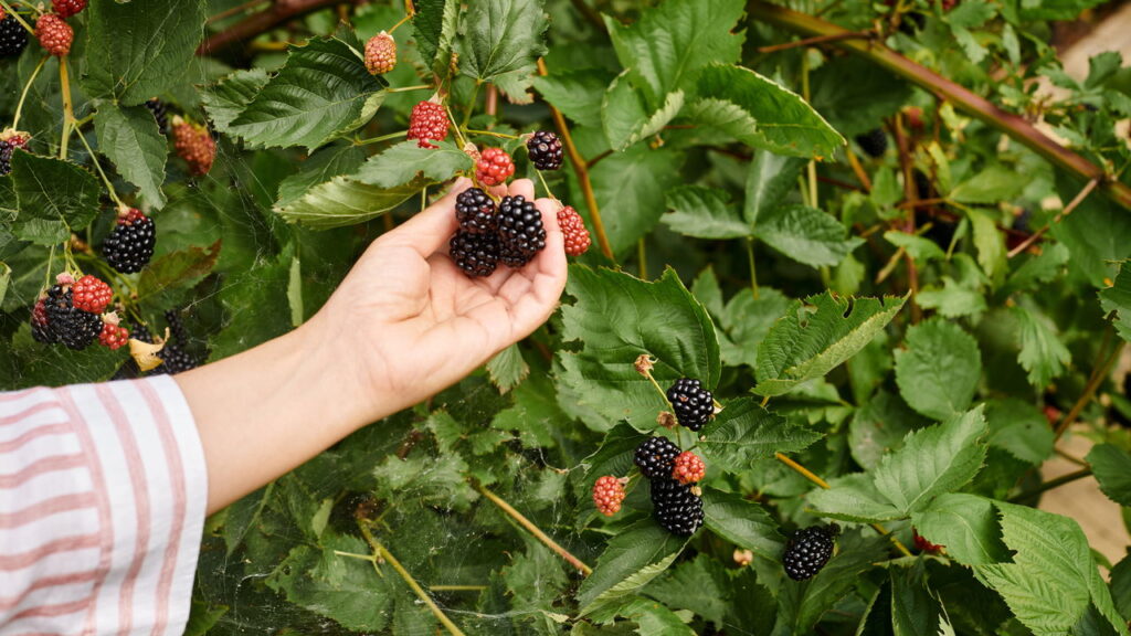 Essa pequena fruta que as crianças amam é melhor do que você imagina