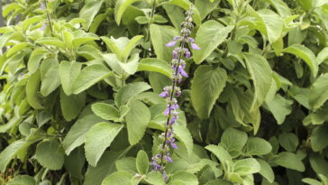 O que poucos contam sobre o boldo e seus efeitos no organismo