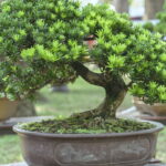 A peça de crochê que virou o novo xodó da decoração artesanal e espiritual
