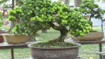 A peça de crochê que virou o novo xodó da decoração artesanal e espiritual