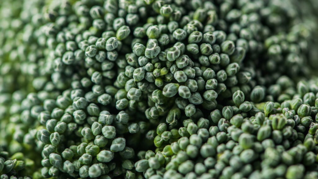 O segredo do cultivo do brócolis segundo especialistas