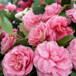 Como cultivar camélias corretamente segundo especialistas?