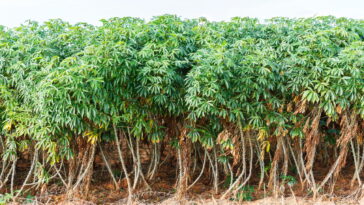 Conheça os benefícios da raiz brasileira que conquistou o mundo