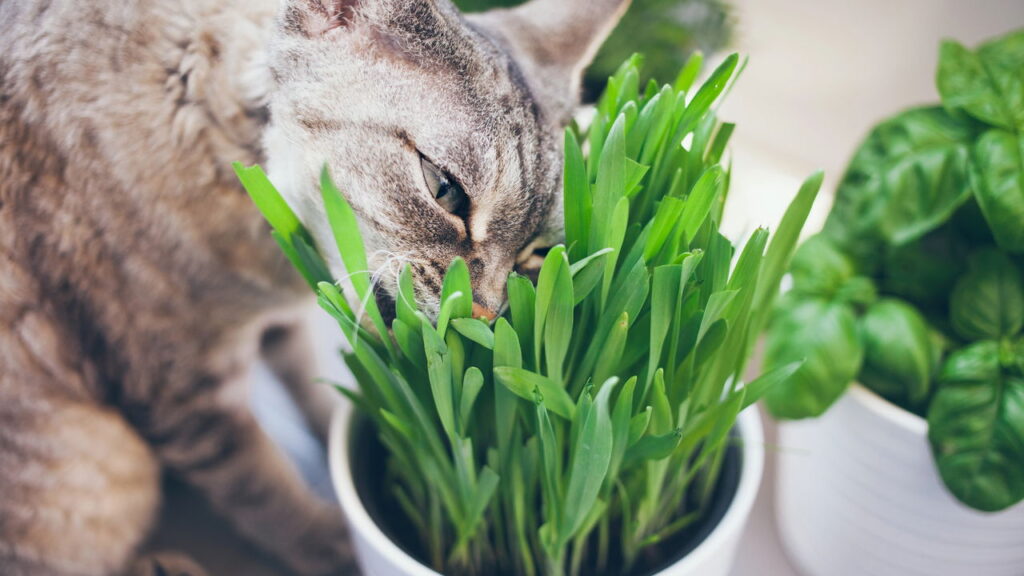 O hábito estranho dos gatos que pode esconder um problema sério