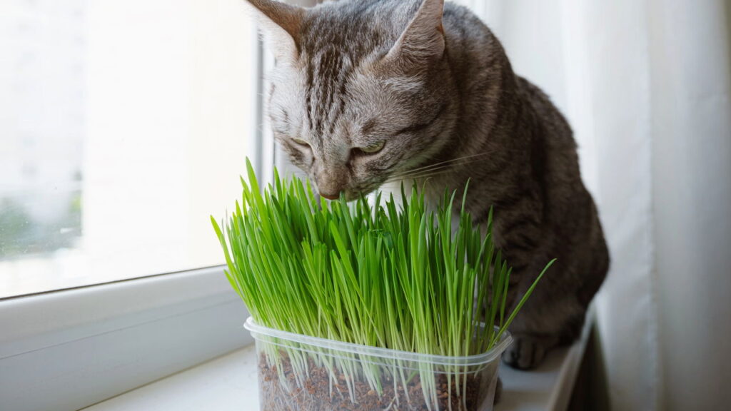 Como plantar grama de milho para gatos em casa, veja o passo a passo e melhore a saúde do seu felino!