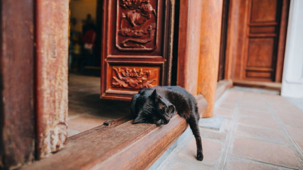 O hábito estranho dos gatos que pode esconder um problema sério
