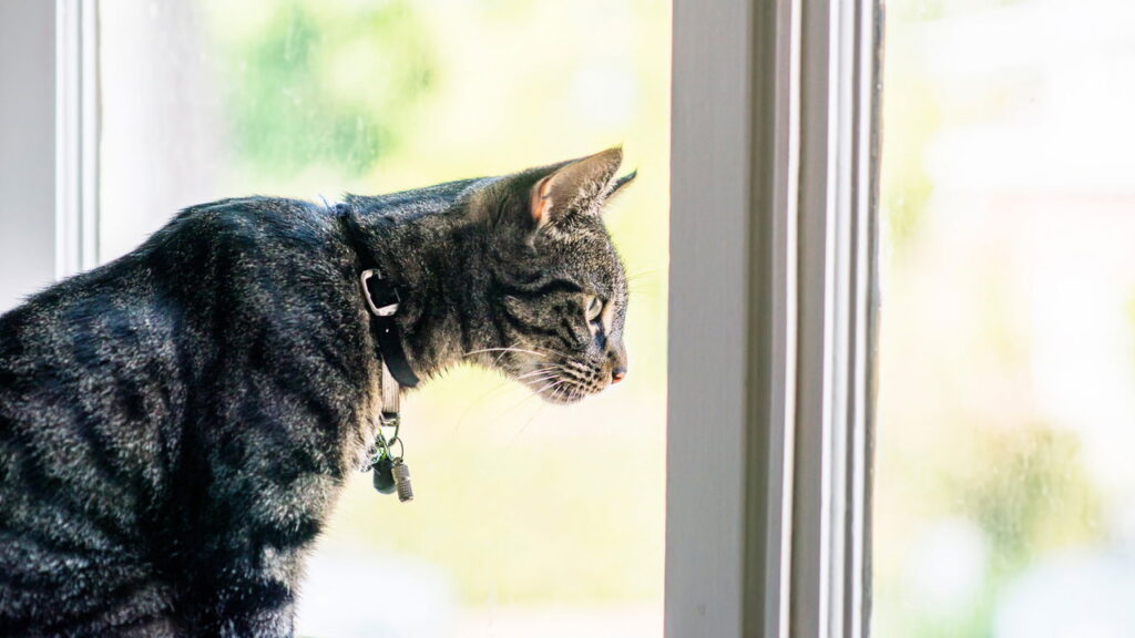 O hábito estranho dos gatos que pode esconder um problema sério