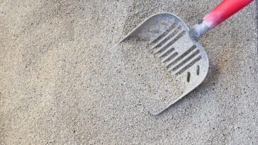 Por que devemos colocar um saquinho de chá na areia dos gatos segundo especialistas?