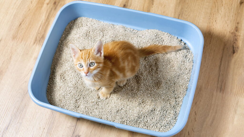 Por que devemos colocar um saquinho de chá na areia dos gatos segundo especialistas?