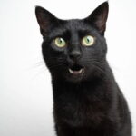 Se seu gatinho fica miando sem parar, isso pode significar algo que você ignora