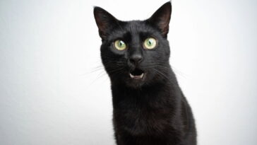 Se seu gatinho fica miando sem parar, isso pode significar algo que você ignora