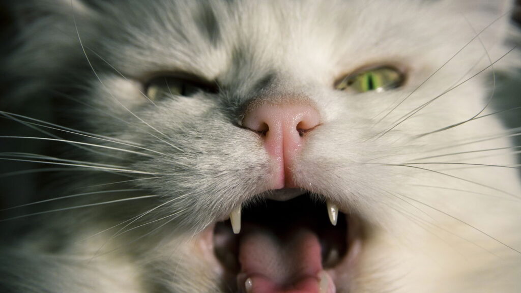 Se seu gatinho fica miando sem parar, isso pode significar algo que você ignora
