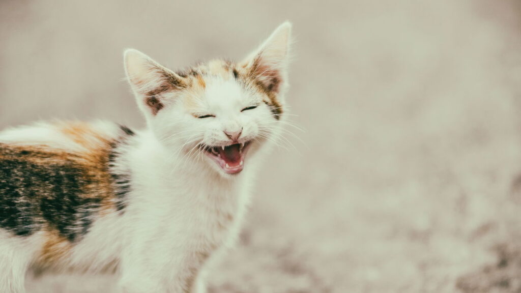 Se seu gatinho fica miando sem parar, isso pode significar algo que você ignora