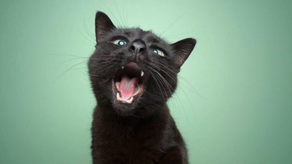 Se seu gatinho fica miando sem parar, isso pode significar algo que você ignora