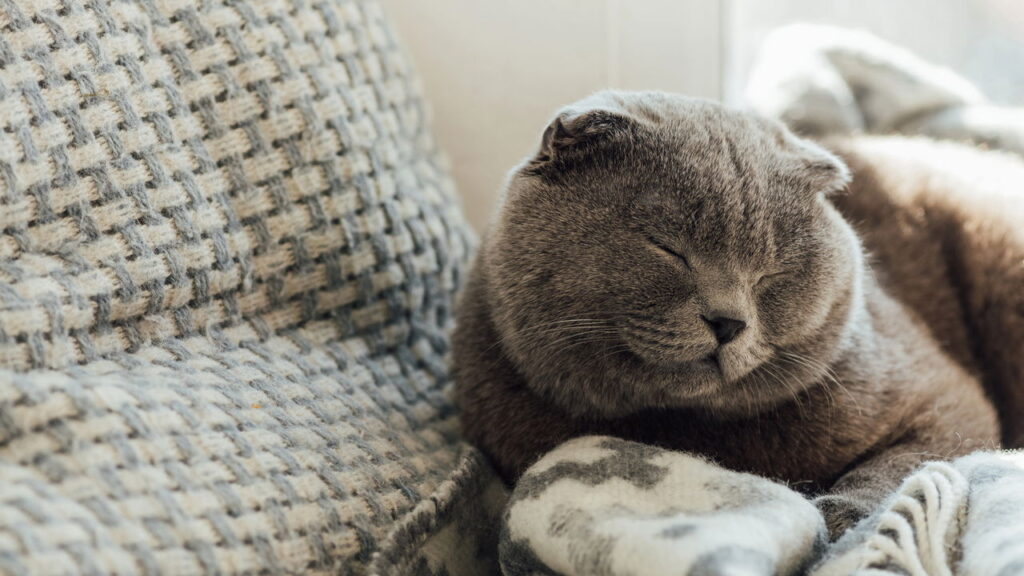 Cama para gatos em formato de coração, um conforto e estilo para seu pet