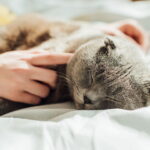 Como saber se seu gato te ama? Conheça as dicas de como criar uma relação saudável com seu felino
