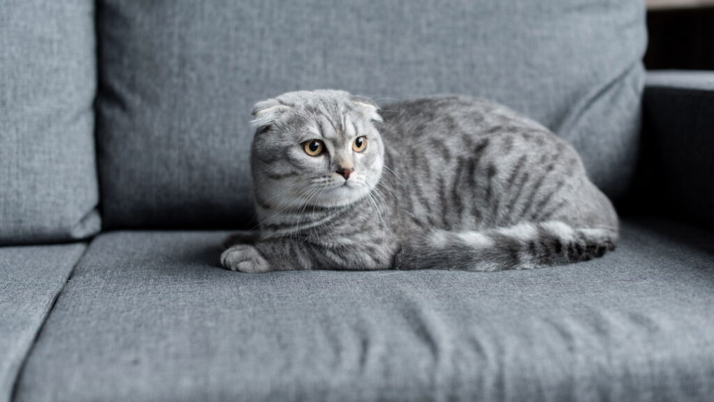 Como saber se seu gato te ama? Conheça as dicas de como criar uma relação saudável com seu felino 