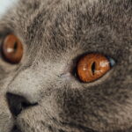 Chaveiro de gatinho pendurado em crochê, o passo a passo para criar um acessório irresistível