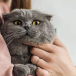 Como plantar grama de milho para gatos em casa, veja o passo a passo e melhore a saúde do seu felino!