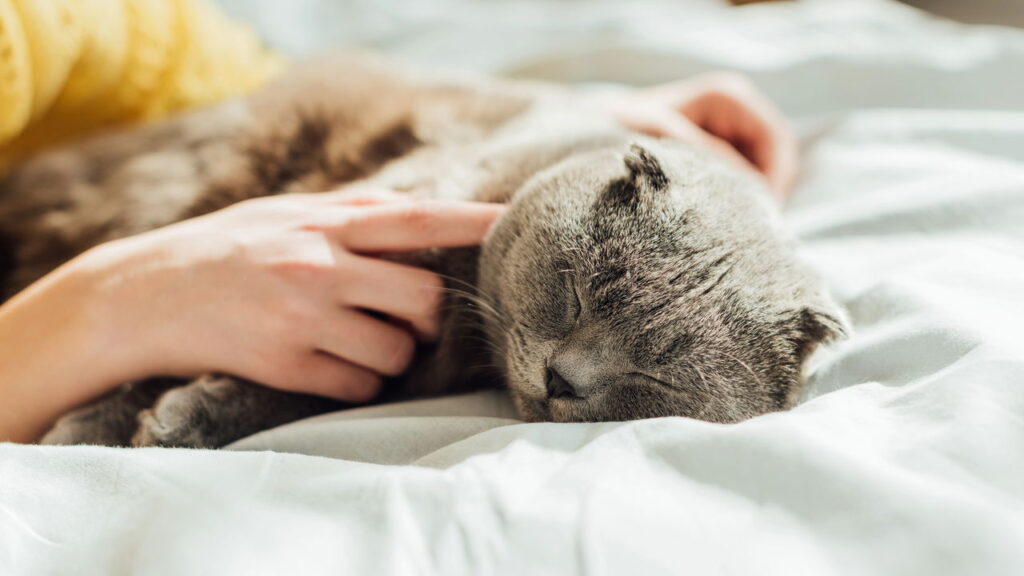 Essa peça artesanal em crochê virou febre entre crocheteira apaixonadas por gatos