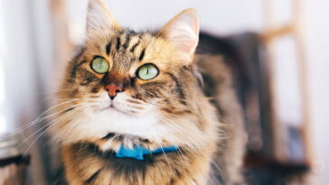 O hábito misterioso dos gatos que deixa tutores intrigados