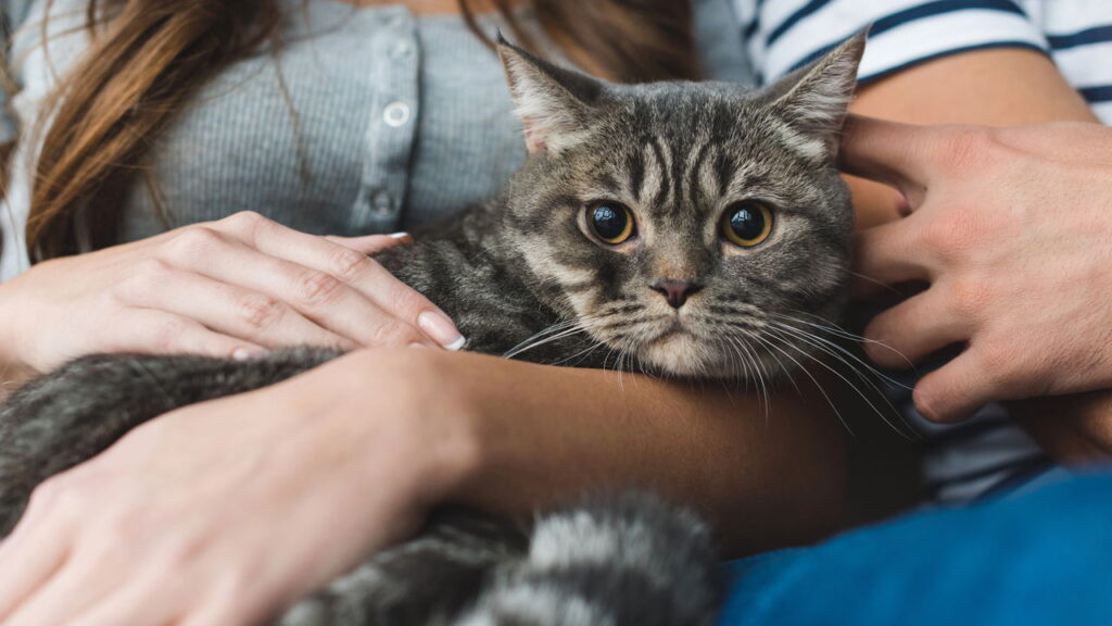 O hábito misterioso dos gatos que deixa tutores intrigados