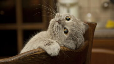 Como criar uma cama suspensa em crochê que une conforto e elegância para seu bichano